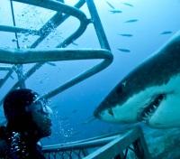 Face to Face with Sharks